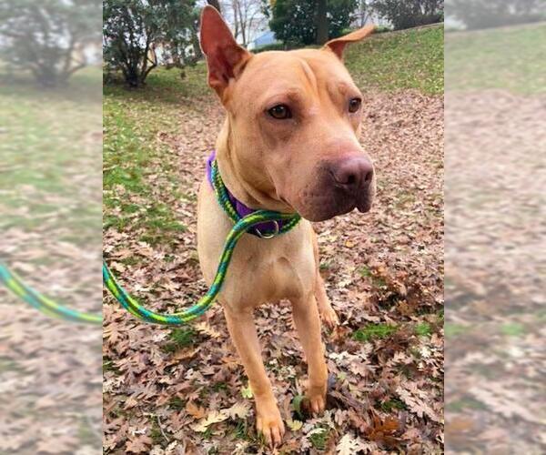 Medium Photo #1 American Pit Bull Terrier-Chinese Shar-Pei Mix Puppy For Sale in Sacramento, CA, USA