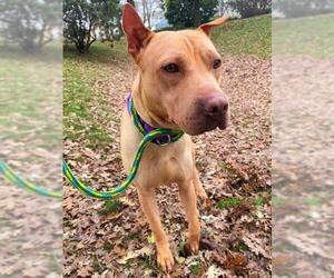 American Pit Bull Terrier-Chinese Shar-Pei Mix Dogs for adoption in Sacramento, CA, USA