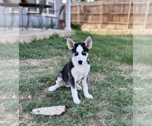 Siberian Husky Dogs for adoption in Carrollton, TX, USA