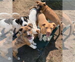 Small Photo #2 Mutt Puppy For Sale in Canton, CT, USA