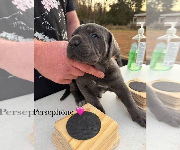 Medium Photo #14 Cane Corso Puppy For Sale in COLONIAL HEIGHTS, VA, USA
