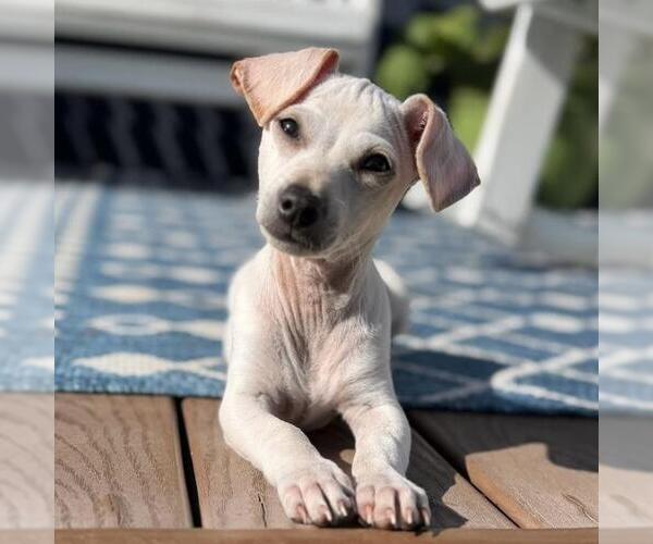 Medium Photo #5 Chihuahua-Unknown Mix Puppy For Sale in San Diego, CA, USA