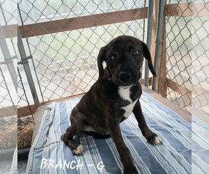 Mutt Dogs for adoption in Hinton, WV, USA