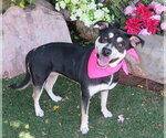 Small American Pit Bull Terrier-German Shepherd Dog Mix