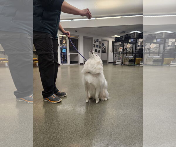 Medium Photo #3 American Eskimo Dog Puppy For Sale in Pikesville, MD, USA