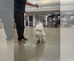 Small #2 American Eskimo Dog