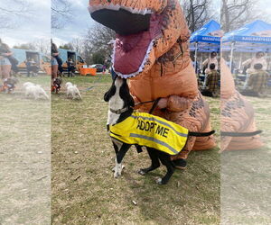 Daddio - Male Mutt Dog for Adoption - Photo #9