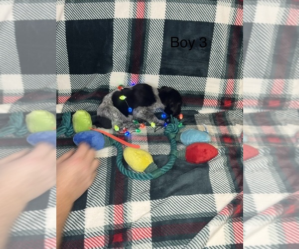 Medium Photo #9 German Shorthaired Pointer Puppy For Sale in BOOMER, NC, USA