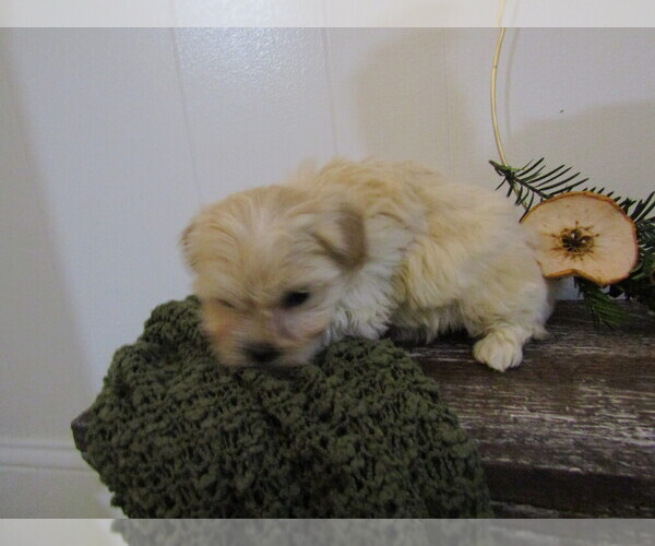 Medium Photo #20 Maltipoo Puppy For Sale in SUGARCREEK, OH, USA