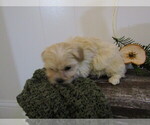 Small #1 Maltipoo