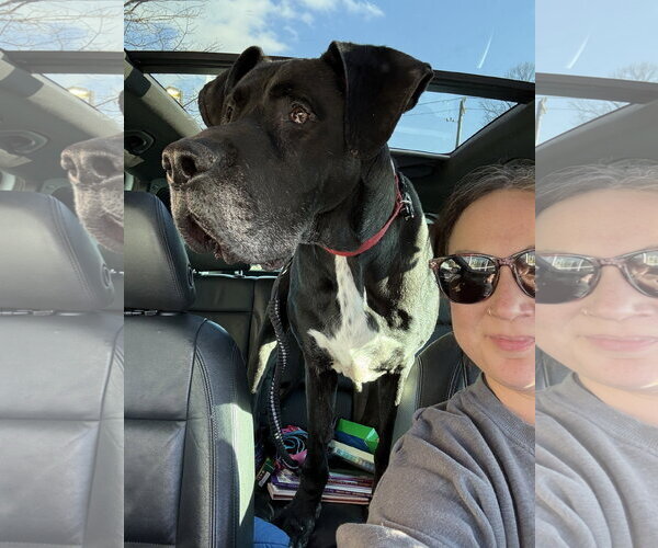 Medium Photo #3 Great Dane-Unknown Mix Puppy For Sale in Columbus, IN, USA