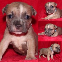 American Bully Puppy for sale in LITTLESTOWN, PA, USA