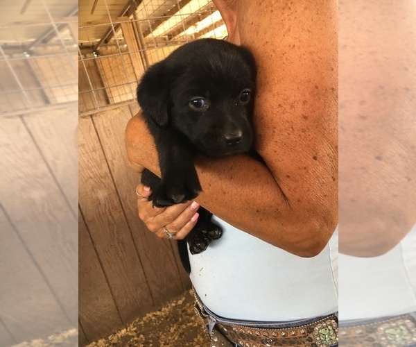 Medium Photo #20 Labrador Retriever Puppy For Sale in BANDERA, TX, USA
