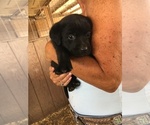 Small Photo #20 Labrador Retriever Puppy For Sale in BANDERA, TX, USA