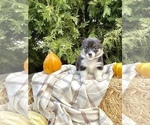 Small Photo #33 Pembroke Welsh Corgi Puppy For Sale in SOULSBYVILLE, CA, USA