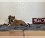 Small Photo #2 Shiba Inu Puppy For Sale in GARDEN GROVE, CA, USA