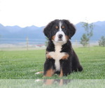 Small Photo #4 Bernese Mountain Dog Puppy For Sale in HORN CREEK, CO, USA
