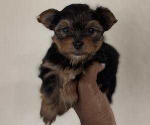Yorkshire Terrier Puppy for sale in MIAMI BEACH, FL, USA