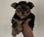 Small Yorkshire Terrier