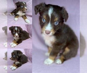 Miniature Australian Shepherd Puppy for sale in BROOKER, FL, USA