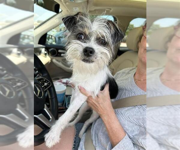 Medium Photo #1 Ratshi Terrier Puppy For Sale in San Antonio, TX, USA