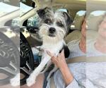 Small Ratshi Terrier
