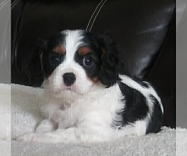 Medium Photo #120 Cavalier King Charles Spaniel Puppy For Sale in HOWLAND, OH, USA