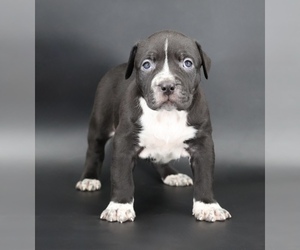 American Bully Puppy for sale in CHAMPAIGN, IL, USA