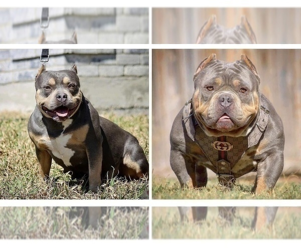 Medium Photo #5 American Bully Puppy For Sale in BURLESON, TX, USA
