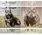 Small Photo #5 American Bully Puppy For Sale in BURLESON, TX, USA