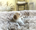 Small #1 Cavapoo (Miniature)