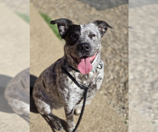 Medium Photo #2 Mutt Puppy For Sale in Bardstown, KY, USA