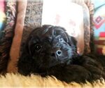 Small Photo #7 Cavachon-Poodle (Miniature) Mix Puppy For Sale in FREWSBURG, NY, USA