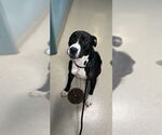 Small American Pit Bull Terrier