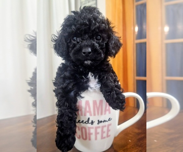 Medium Photo #1 Goldendoodle (Miniature) Puppy For Sale in ASTORIA, OR, USA