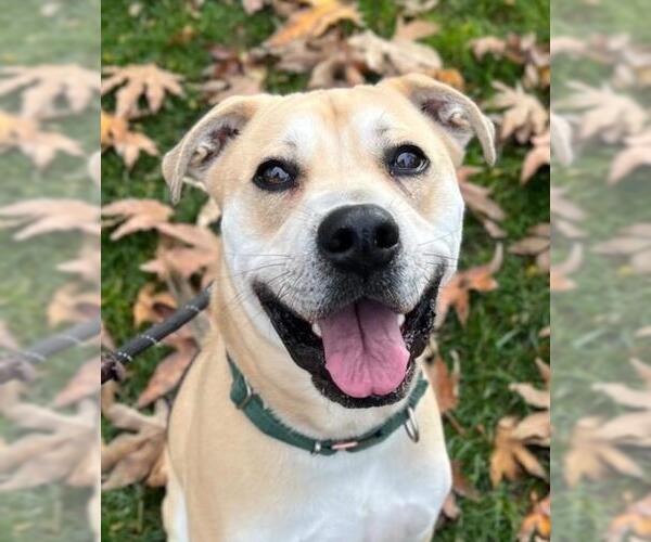 Medium Photo #4 Staffordshire Bull Terrier-Unknown Mix Puppy For Sale in Woodland, CA, USA