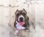 Small #20 American Pit Bull Terrier Mix
