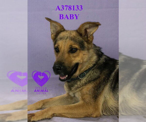 Medium Photo #2 German Shepherd Dog Puppy For Sale in Stockton, CA, USA