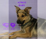 Small #1 German Shepherd Dog
