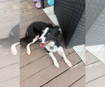 Small #2 Border Collie
