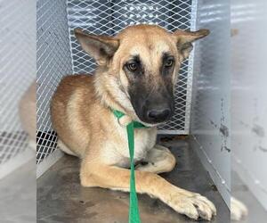 Mutt Dogs for adoption in Bakersfield, CA, USA