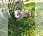 Small Photo #7 Australian Shepherd Puppy For Sale in ZANESVILLE, OH, USA