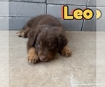 Small Photo #56 Australian Shepherd Puppy For Sale in NEW BRAUNFELS, TX, USA