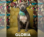 Small #2 American Pit Bull Terrier Mix