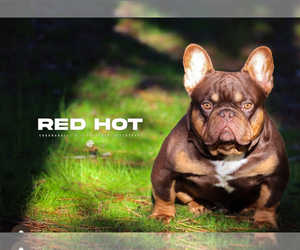 Father of the French Bulldog puppies born on 06/10/2025