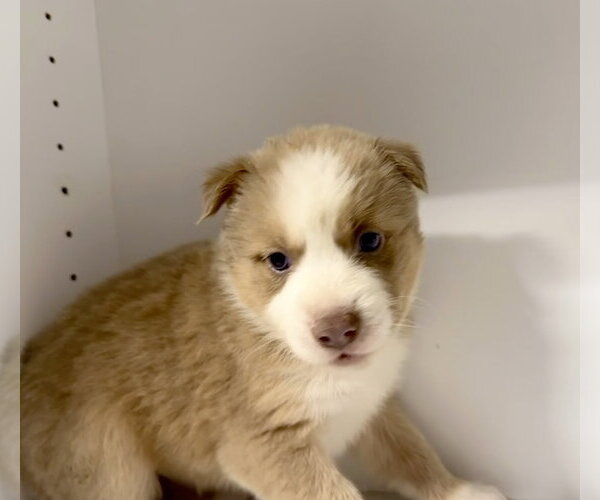 Medium Photo #5 Labrador Retriever-Unknown Mix Puppy For Sale in San Diego, CA, USA