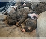 Small #11 Whippet
