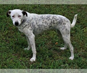 Dalmatian-Labrador Retriever Mix Dogs for adoption in Attalka, AL, USA