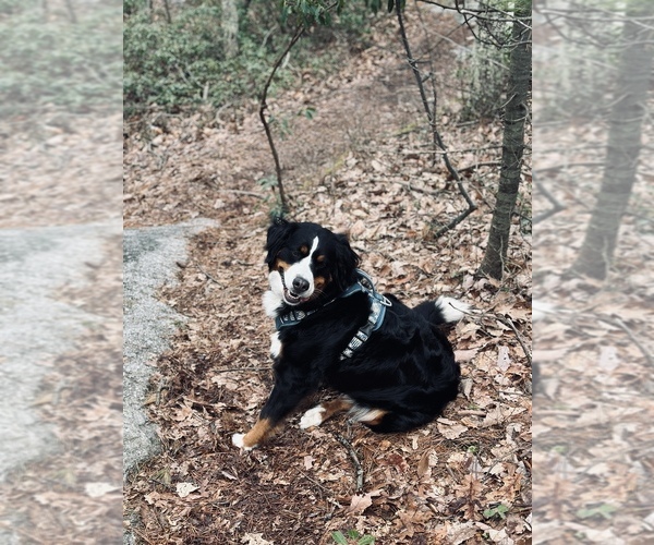 Medium Photo #1 Bernese Mountain Dog Puppy For Sale in NEWBURGH, NY, USA