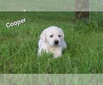 Puppy Cooper Labrador Retriever